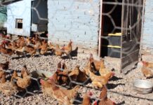 SIERRA TARAHUMARA: Entrega DIF Estatal aves de traspatio para consumo de carne y huevo a los CERENAM