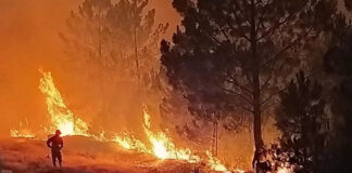 Frente a unos grandes incendios forestales dopados por el cambio climático, en Extremadura tratan de crear paisajes más diversos y resistentes al fuego.