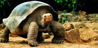 Localizan cajas con tortugas muertas en Ciudad Juárez
