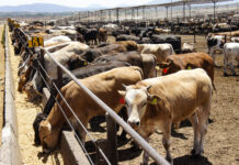 México y EU negocian reapertura de la frontera al ganado; Sheinbaum prevé reactivación pronto