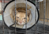 Desmantelan red de tráfico de carne de gato en Vietnam; rescatan a 400 ejemplares