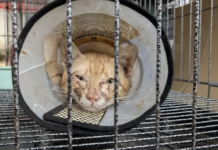 Desmantelan red de tráfico de carne de gato en Vietnam; rescatan a 400 ejemplares