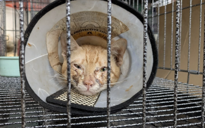 gatos