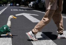 El Pato Merlín: De mascota local a figura oficial en la Copa Mundial 2026
