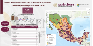 Alerta en Chihuahua: Casos de gusano barrenador aumentan un 30% en 24 horas y suman 39 contagios