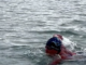 Mexicana Arleen González rompe récord mundial tras nadar en las heladas aguas del Ártico