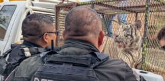 ¡Sorpresa en el cateo! Encuentran un tigre de bengala y un lagarto durante investigación por homicidio en Juárez