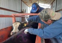 Acumula Chihuahua 122 casos de gusano barrenador y el sur concentra el mayor impacto