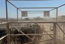 Tras crisis sanitaria, EE. UU. autoriza la reactivación de cruce fronterizo para ganado de Chihuahua