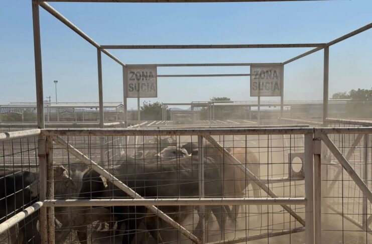 Tras crisis sanitaria, EE. UU. autoriza la reactivación de cruce fronterizo para ganado de Chihuahua